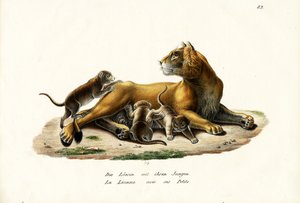 Leona con cachorros, 1824 de Karl Joseph Brodtmann