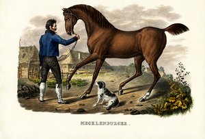 Caballo Mecklenburger, 1824 de Karl Joseph Brodtmann