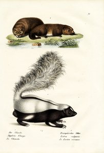Zorrillo hocicudo de Molina, 1824 de Karl Joseph Brodtmann