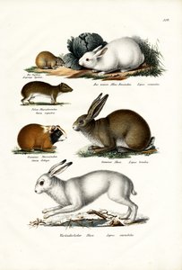 Liebre Ogotona, 1824 de Karl Joseph Brodtmann