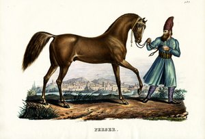 Caballo persa, 1824