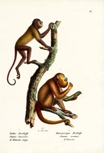 Monos aulladores rojos, 1824