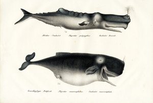 Ballenas de esperma, 1824