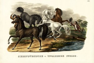 Caballos transilvanos y húngaros, 1824