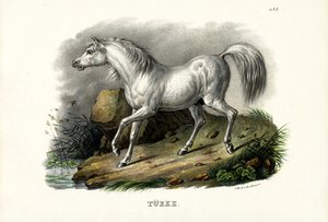 Caballo turco, 1824 de Karl Joseph Brodtmann