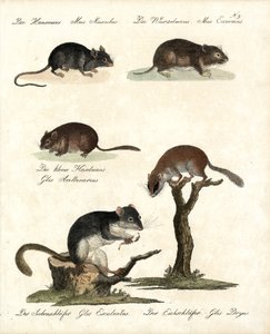  de Karl Joseph Brodtmann