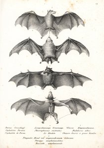 Murciélago frugívoro occidental de dorso desnudo, Dobsonia peronii 1, murciélago nectarívoro de lengua larga, Macroglossus minimus 2, murciélago fantasma del norte, Diclidurus albus 3, y rousette de Geoffroy, Rousettus amplexicaudatus 4. Litografía de Karl de Karl Joseph Brodtmann