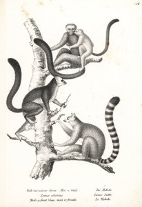 Lémur de cabeza blanca, Eulemur albifrons, macho y hembra, en peligro 1, y lémur de cola anillada, Lemur catta, en peligro 2. Litografía de Karl Joseph Brodtmann de la Historia Natural Ilustrada de Hombres y Animales de Heinrich Rudolf Schinz.
