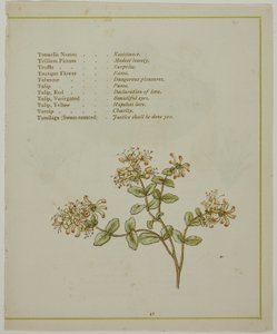 Valeriana a través de Volkamenia, de El lenguaje iluminado de las flores
