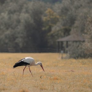 Pagoda de la Garza, 2021 (foto)