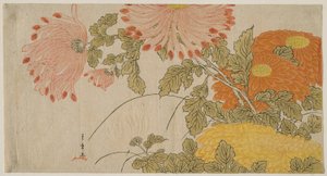 Crisantemos, c.1780 (xilografía en color; surimono) de Katsukawa Shunsho