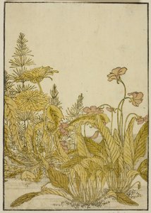 Flores de primavera: violetas y dientes de león, del libro "Espejo de mujeres hermosas de los barrios de placer (Seiro bijin awase sugata kagami)," vol. 1
