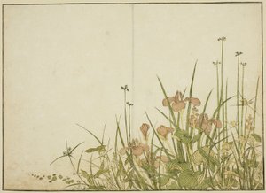 Flores de verano: lirios y plantagos de agua, del libro "Espejo de mujeres hermosas de los barrios de placer (Seiro bijin awase sugata kagami)," vol. 1 de Katsukawa Shunsho