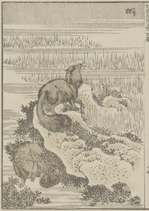 Tejón, c. 1840 de Katsushika Hokusai
