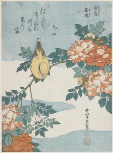 Oriol de nuca negra y rosa de China, c. 1833