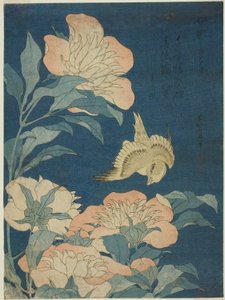 Canario y Peonía (Kanaari, shakuyaku), de una serie sin título de flores y pájaros