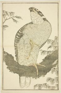 Halcón, de El libro de pinturas realistas de Hokusai (Hokusai shashin gafu) de Katsushika Hokusai