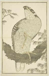 Halcón, del Libro de Imágenes de Pinturas Realistas de Hokusai (Hokusai shashin gafu) de Katsushika Hokusai