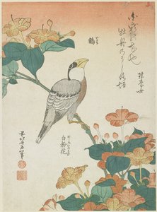 Grosbeak Japonés y Cuatro en Punto, c. 1833