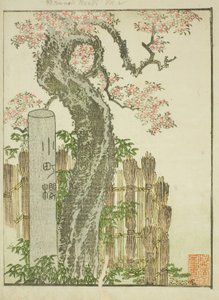 Cerezo Komachi (Komachi zakura), del libro ilustrado "Libro de imágenes de diversiones del Este (Ehon Azuma asobi)" de Katsushika Hokusai