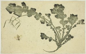 Avispa y tallo de nabo, de "El libro de pinturas realistas de Hokusai (Hokusai shashin gafu)" de Katsushika Hokusai