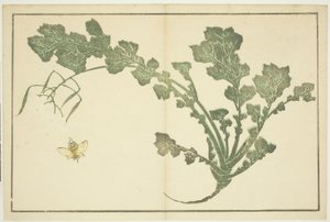 Avispa y Tallo de Nabo, de "El Libro de Imágenes Realistas de Hokusai (Hokusai shashin gafu)"