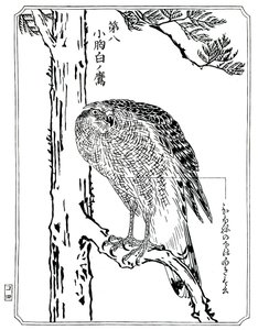 Un halcón, 1898 de Kawanabe Kyosai