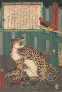 Nunca visto antes: Verdadera imagen de un tigre salvaje vivo..., sexto mes de 1860