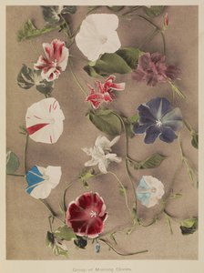 Grupo de campanillas de Kazumasa Ogawa
