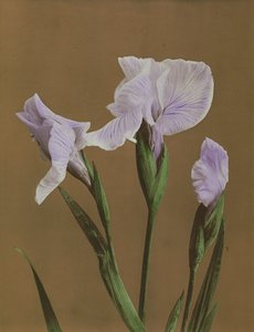 Iris Kaempfer, 1896 de Kazumasa Ogawa