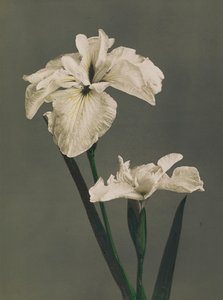 Iris Kaempferi, 1896 de Kazumasa Ogawa