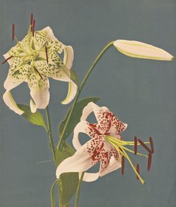 Lirios, 1897 de Kazumasa Ogawa