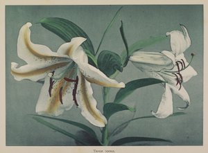 Lily de Kazumasa Ogawa
