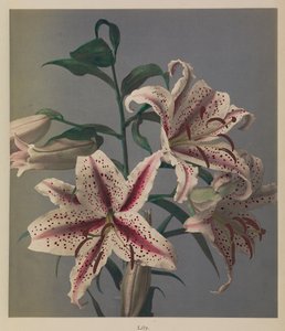 Lily de Kazumasa Ogawa