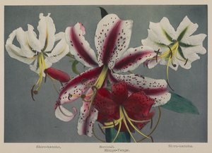 Lily de Kazumasa Ogawa