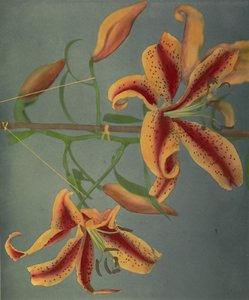 Lirio, 1896