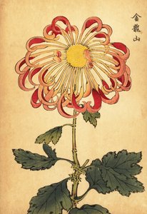Crisantemo híbrido rosa de cuchara rizada.,1893 (grabado)