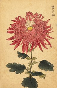 Crisantemo híbrido de pluma rosa.,1893 (grabado) de Keika Hasegawa