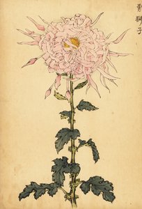 Crisantemo rosa híbrido, 1893 (grabado)