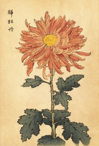 Crisantemo híbrido rosa salmón, 1893 (grabado) de Keika Hasegawa