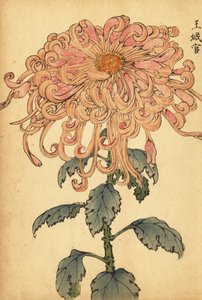 Crisantemo híbrido de color rosa salmón con pétalos rizados.,1893 (grabado)