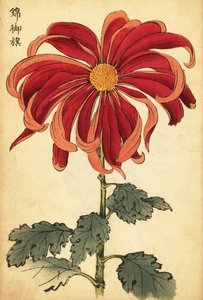Crisantemo híbrido escarlata y rosa.,1893 (grabado) de Keika Hasegawa