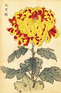 Crisantemo híbrido escarlata y amarillo.,1893 (grabado)