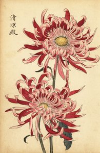 Crisantemo híbrido de color rosa y escarlata, 1893 (grabado)
