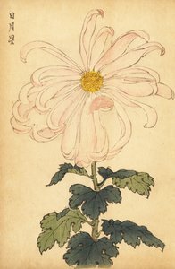 Crisantemo híbrido blanco y rosa.,1893 (grabado) de Keika Hasegawa
