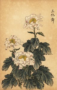 Crisantemo híbrido blanco y rosa.,1893 (grabado)