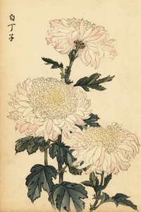 Crisantemo híbrido blanco y rosa.,1893 (grabado)