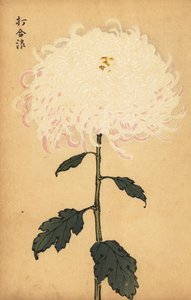 Crisantemo blanco híbrido, 1893 (grabado) de Keika Hasegawa