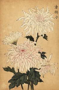 Crisantemo blanco híbrido, Chrysanthemum indicum. ,1893 (grabado)