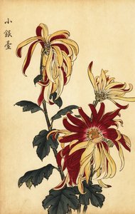 Crisantemo híbrido amarillo y carmesí.,1893 (grabado)